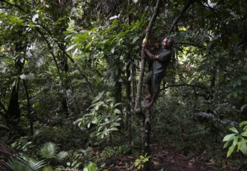 Indonesia Deforestation Nickel Smelters