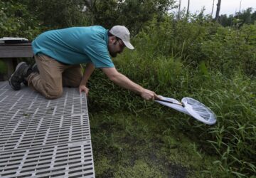 Climate Fireflies Flickering Future