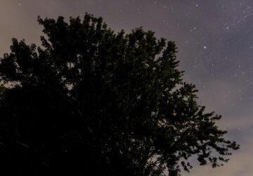 Climate Fireflies Flickering Future