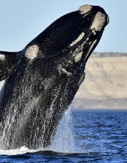 APTOPIX Argentina Whales