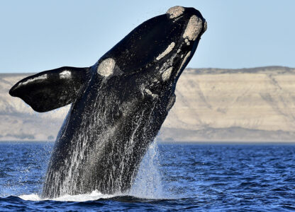 APTOPIX Argentina Whales