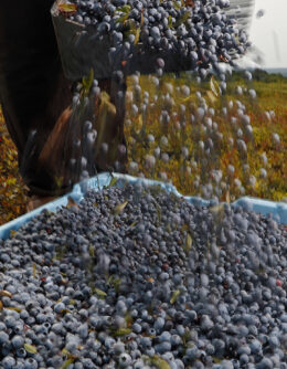 APTOPIX Food and Farm Maine Blueberries