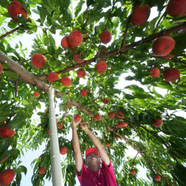 Japan Fukushima Recovery Series – Fukushima Peach